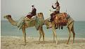 Click image for larger version

Name:	rumpel on camel-2 camels.jpg
Views:	129
Size:	68.8 KB
ID:	77409