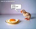 Click image for larger version

Name:	chick.jpg
Views:	565
Size:	28.9 KB
ID:	77487