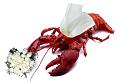 Click image for larger version

Name:	wedding day lobster.jpg
Views:	131
Size:	102.5 KB
ID:	77579